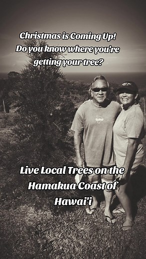 We love Halloween but know who the real star is of the holiday season and can't wait to be a part of your Big Island Christmas Experience! We have Hawaii's largest selection of live local trees grown right here on the Hamakua Coast, where you'll be sure to find the perfect one for tour holiday decor. Think Outside the Container and shop local this year with our family-owned Hawaii Christmas Tree Farm!