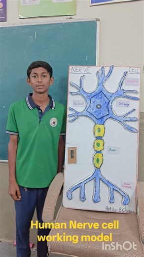 HUMAN NERVE CELL WORKING MODEL (NEURON), Science Fair ZPHS MADANPALLY #dna #brain #magic#viralvideos