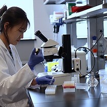 Video: Author Spotlight: RNAi Inheritance and ChIP in C. elegans