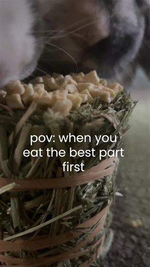 Who else’s bunny eats the topping first? 🙋🏼‍♀️ Our Natural Nibbles hay rolls are all have irresistible toppings for your bun to snack on 🙌🏻 Click the link in our bio to buy yours now 🌿 #rabbitsoftiktok #bunnytok #bunnyasmr #rabbittok #bunnylife