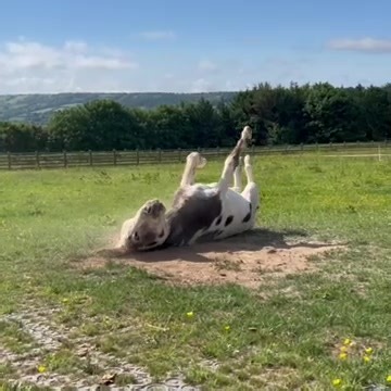Rolling into the weekend this week is the adorable Casper! 😍 | The Donkey Sanctuary