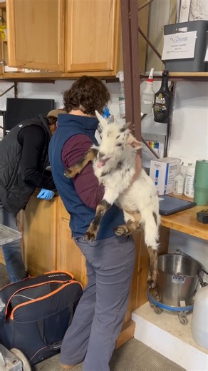 When you’ve got 3 boys at home and a goat kid screaming in your arms… and somehow it all feels weirdly familiar. Dr. Batt truly is the MASTER of multitasking! 🐐👩‍⚕️💁‍♀️ #highcountryvet #MomLifeMeetsVetLife #multitaskinglevelexpert | High Country Veterinary Services LLC