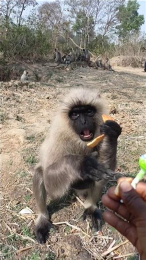 Hungry Gray Langur Monkey Eating Biscuit | Cute Monkey Feeding Video | Wildlife Monkey in Village