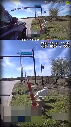 Goat Mirandized by Cop: A Hilarious Encounter