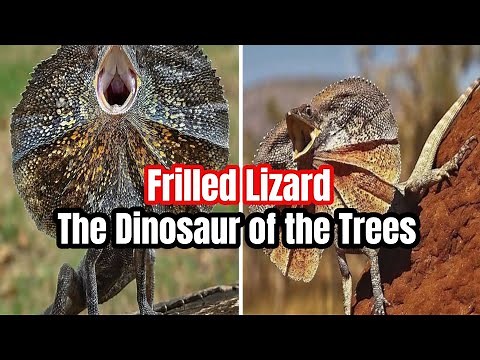 "The Frilled Lizard: Nature’s Real-Life Dinosaur!"