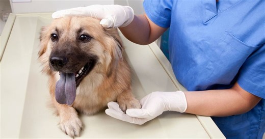 Moquillo canino, síntomas de la enfermedad que afecta a perros en temporada de frío