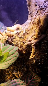 23K views · 499 reactions | My Ants Built an Amazing Basement to Their Nest | AntsCanada | Facebook