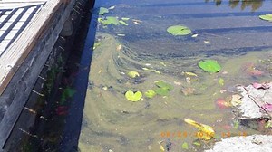 How to identify dangerous algae blooms
