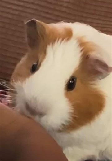 Understanding Guinea Pig Eating Habits