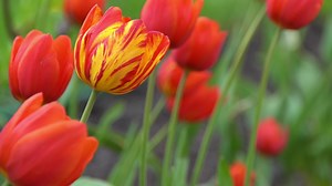 Red tulips bloom in spring. Tulip flower nature. Floral background. Botanical garden. Flowering buds. Blooming mood. Beautiful aesthetic petal plant. The swaying of the wind. Sunny day.