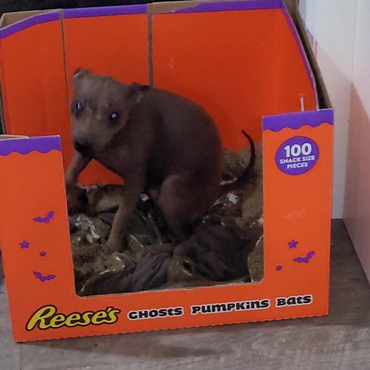 Solid brown boy 👀 He's boxed up and ready to go | Wesley's AHT'S - American Hairless Terriers