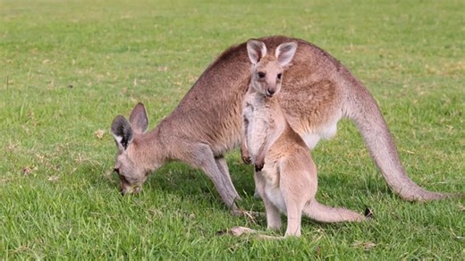 Kangaroo, Nature, Australia. Free Stock Video