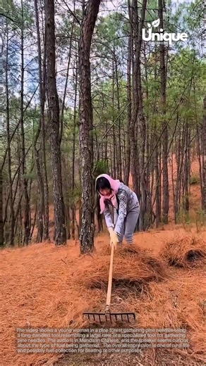 Autumn cleanup: raking pine needles in the forest