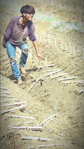 Farmers Planting Potatoes in the Field! 🌱🥔 | #Shorts