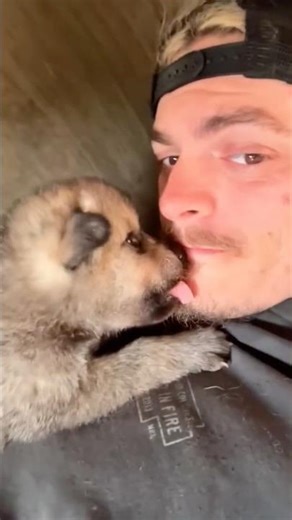 Baby wolf rescued from freezing to death ❤️#animallovers