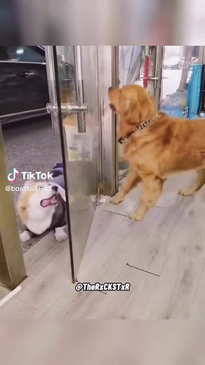 Funny Dog Voice-Overs by The Rockstar on TikTok