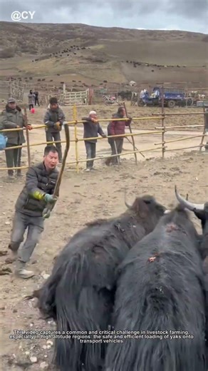 How to Load Yaks onto a Truck: Low-Stress Herding Secrets! 🌾🦀↓