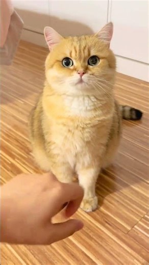 Cute Cat Chef: Cooking Show Extravaganza