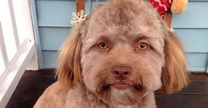 The dog with a human face... who does he remind you of?