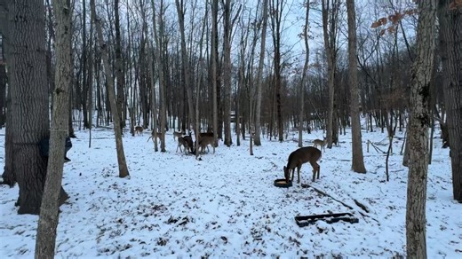 Deer Feeding 🦌 | Knox County Ohio