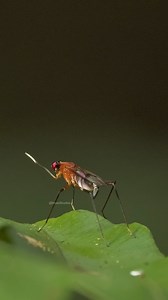 Diptera fly with long legs on a green leaf #fly #green #leaf #legs #insect #nature #wildlife HA11698 | HAWI Studios