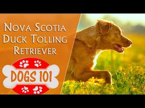 Dogs 101 - NOVA SCOTIA DUCK TOLLING RETRIEVER - Top Dog Facts About the NOVA SCOTIA RETRIEVER