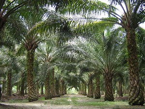 Comment cultiver le palmier à huile de façon économiquement rentable - Agriculture au Cameroun