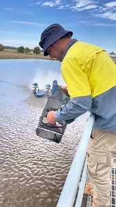 39K views · 150 reactions | Have you heard our Arcadia Native Fish Hatchery is having an open day? Program manager Ryan will be there along with the rest of the Arcadia team to show you around. It’s all happening Saturday, April 6. Want to book in a hatchery tour? Visit www.vfa.vic.gov.au/arcadiaopenday. Arcadia Open Day | Victorian Fisheries Authority | Facebook