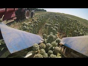 Récolte des oignons semences