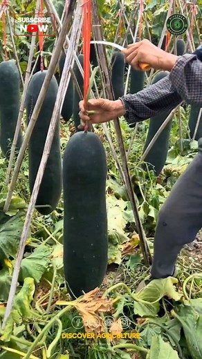 138K views · 74 reactions | Witnessed the fascinating process of...