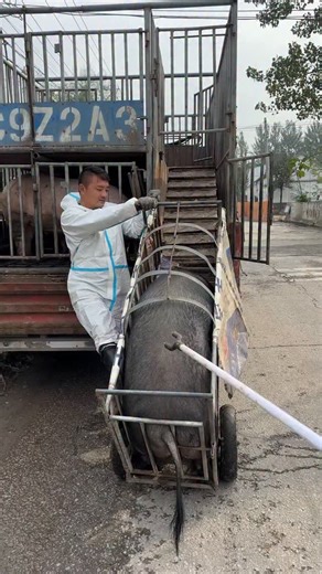 PiggFarming on Instagram: "3 Ways to Raise Pigs for BIG Farmhouse Profits! 🐷💰 Want to turn pig farming into a highly profitable business? In this video, we’ll show you three powerful ways to raise pigs in a farmhouse setting and maximize your earnings. Whether you’re just starting out or already farming, these practical tips will help you boost your farm’s profitability while ensuring your pigs grow healthy and strong. We’ll cover: ✅ The best pig breeds for fast growth and high returns ✅ Feedi