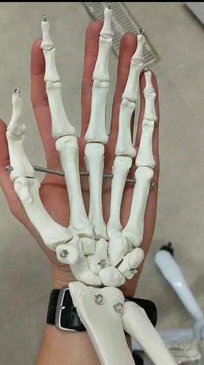 #anatomy #osteology #studyhacks #student #anatomyteacher #anatomyclass #studytips #mnemonic #examtomorrow #studytok