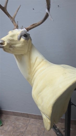 Next up on the list is a deer pedestal. It was a long Saturday fighting with this one but well worth the eventual outcome. Monday's list for me starts the week catching up with some fish and birds. Bryon will be working on some deer with me making necessary tweaks if needed. I'll be happy to hang out at home with the kids Sunday and give this knee some rest after pushing it too much today. Time to ice and rest. #art #prep #taxidermy #mannequin #derp #dayoff #familytime | Heritage Taxidermy