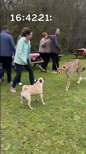 Pug Yodel at Picnic Grove - Tiny Dog's Big Cheetah Block