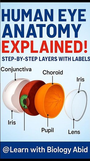 3D eye anatomy animation #medicalshorts #humanbody #EyeAnatomy #BiologyShorts #HowTheEyeWorks #eyes