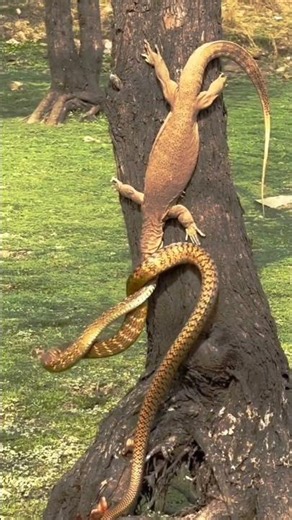 Monitor Lizard's Horrifying Attack! | Monitor Lizard vs Dāṛās Snake Shocking Attack