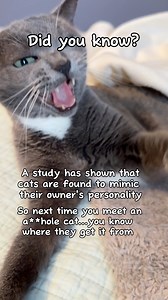 Does your cat get their catitude from you? #catsofinstagram #catmomlife #cats | purrfectinfluencer