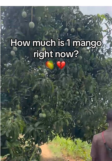 Addressing Mango Prices and Hunger Challenges in Kenya