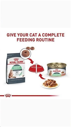 Boost Your Cat's Digestive Health!