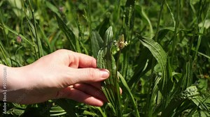 Plantago lanceolata, also called ribwort plantain, narrowleaf plantain, English plantain, ribleaf, lamb's tongue, and buckhorn. Woman hand strokes ribwort plantain. Hand caresses medicinal plant.