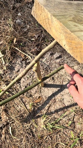Figure 4 deadfall is a fun way to catch mice #outdoors #hunting #bushcraft