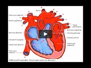 Enfermedades cardiacas entre los latinos