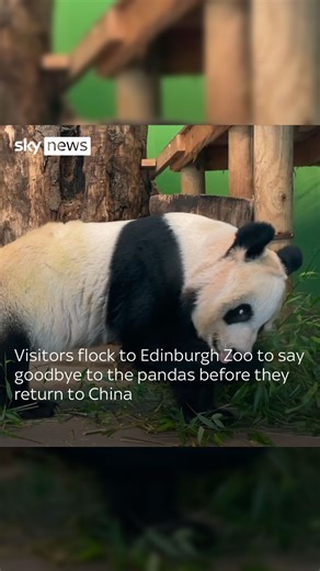 🐼 Visitors flock to Edinburgh Zoo to say goodbye to the giant pandas before they return to China. Yang Guang, a male giant panda, and female Tian Tian first arrived in December 2011 as part of a 10-year agreement between the Royal Zoological Society of Scotland and the China Wildlife Conservation Association - but they failed to produce a cub. 🔗 Tap the link in bio for more #Panda #Edinburgh #Zoo #Animals #Conservation #Wildlife #Scotland #Cubs | Sky News