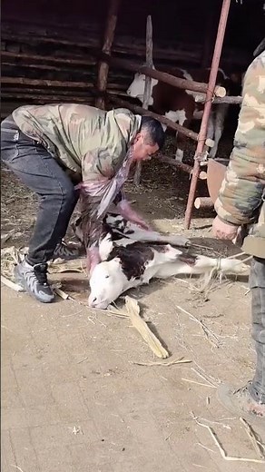 Rope-Assisted Calf Delivery and Newborn Resuscitation 👀