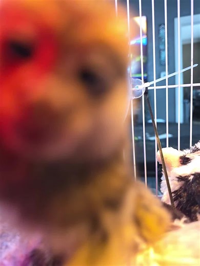 Reasons to Avoid Getting a Marmoset Pet