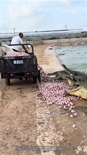 How Crocodile Farms Feed Hundreds of Reptiles at Once #livestocklife #rurallife