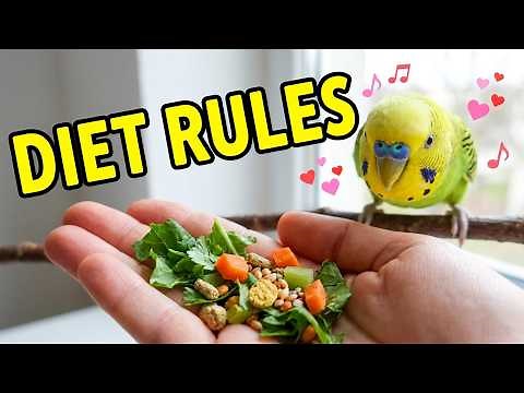 How to Feed Budgies | Diet Rules