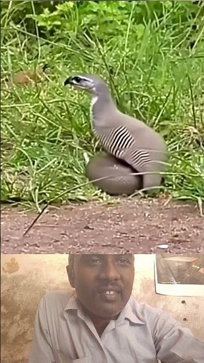 parvai pola irukum pambu #snake #wildlife #nature #animal #amazing #shocking #reel #animals #explore