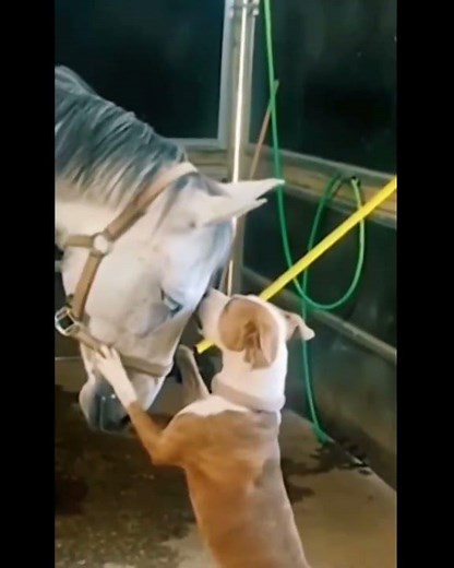 Perro y Caballo protagonizan el momento más tierno 🐶❤️🐴