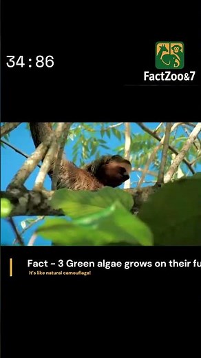 7 Surprising Sloth Facts Everyone Should Know!